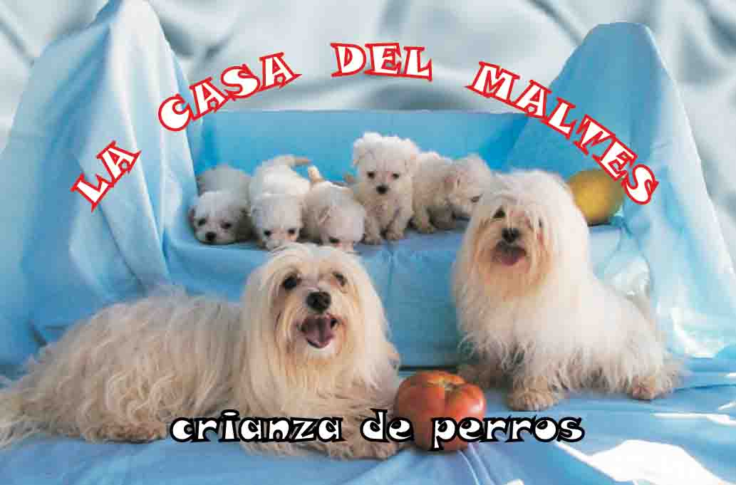 http://www.lacasadelmaltes.com/